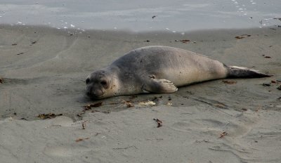 Piedras Blancas, CA