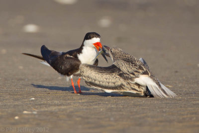 Black Skimmer