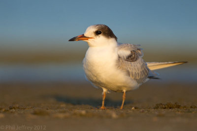 Common Tern juvenile