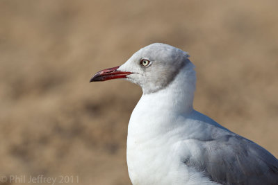 Gray-hooded Gull
