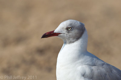 Gray-hooded Gull