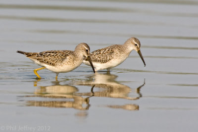 Stilt Sandpiper