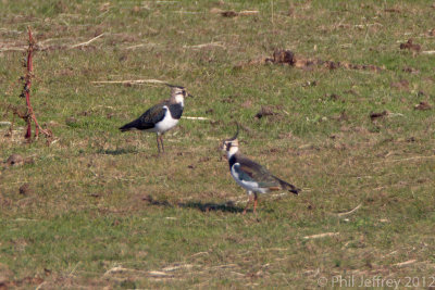 Northern Lapwing