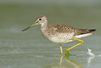 Greater Yellowlegs