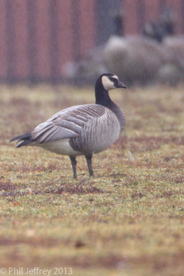 Barnacle x Canada Goose hybrid