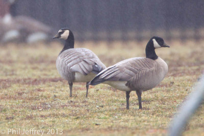 Barnacle x Canada Goose hybrid