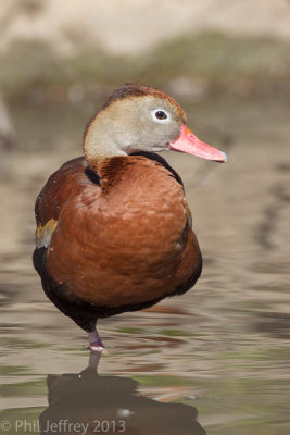Black-bellied Whistling Duck