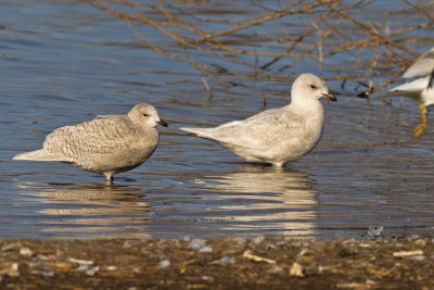 Two first winter Iceland Gulls