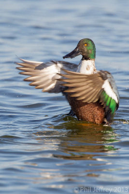 Northern Shoveler