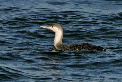 Red-throated Loon