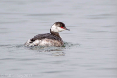 Horned Grebe