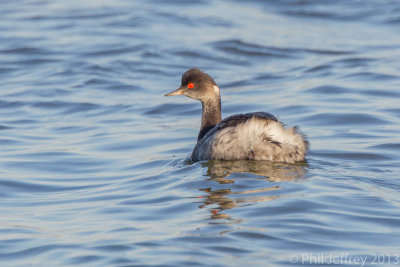 Eared Grebe
