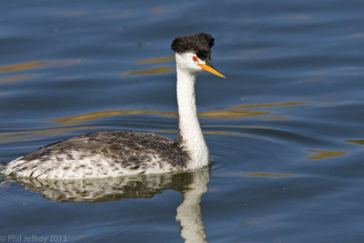 Clark's Grebe