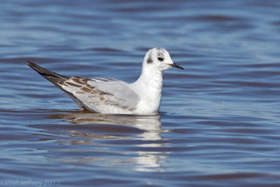 Bonaparte's Gull