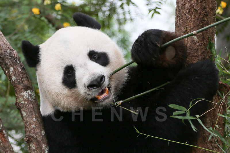 Panda, Chiang Mai Zoo