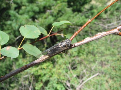 Cicada