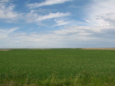 Growing Wheat