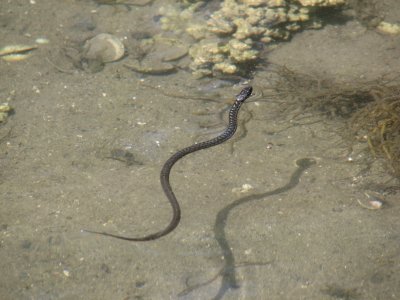 Water snakes