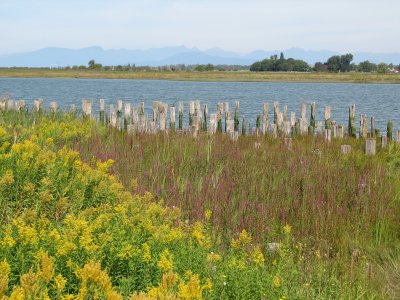 Old Cannery Site