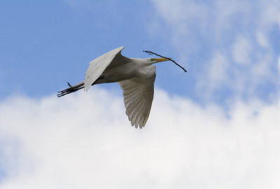 garza