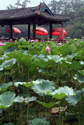 Lotus Garden, Wangcong Temple, Dujiangyan (Aug 06)