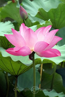 Lotus Flower, Wangcong Temple (Aug 06)