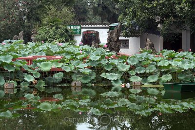 Lotus Garden, Wangcong Temple, Dujiangyan (Aug 06)