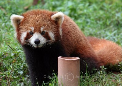 Lesser Panda, Panda Research Centre Near Chengdu (Aug 06)