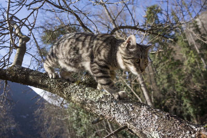 Tiger up a tree