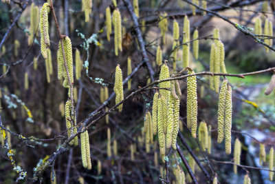 catkins