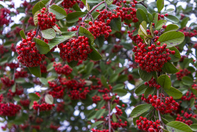 very red berries
