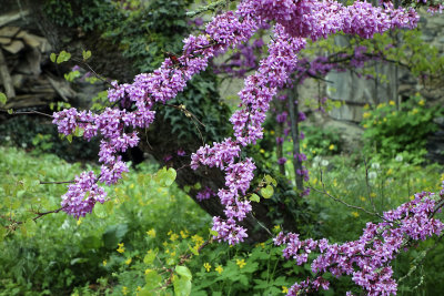Purple flowers.jpg
