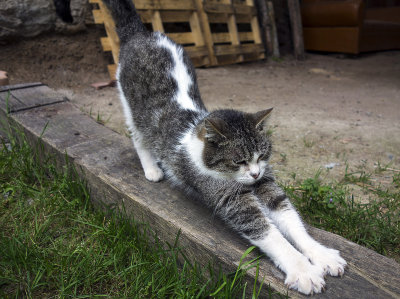 Zen the Cat stretching.jpg