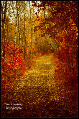 Autumn Walk in the Park