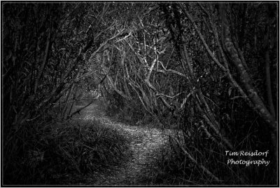 Eerie Forest Path