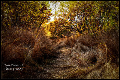 Autumn Walk in the Park