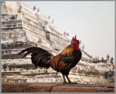 Big Cock near Bangkok