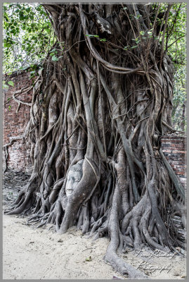 Ayutthaya Tree Art