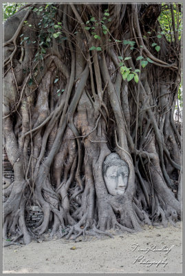 Ayutthaya Face in Tree