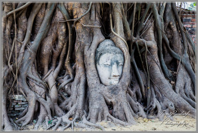 Ayutthaya Wall and Tree Face