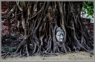 Ayutthaya Face in Tree 141
