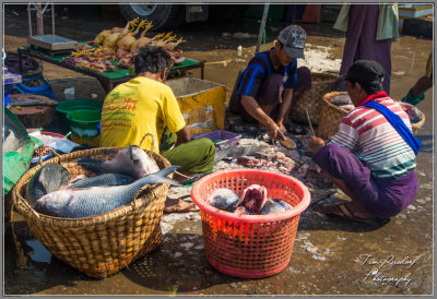 Preparing the Fish for Market