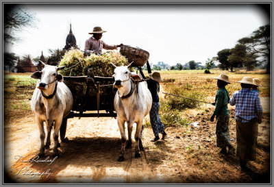 Loading the Wagon