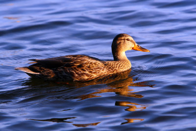 Ducks3p.jpg