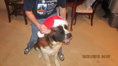 Bernie 12-21-12 attempting to fit him with a Santa hat