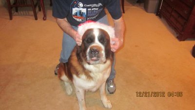 Bernie 12-21-12 attempting to fit him with a Santa hat