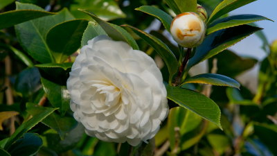 DSC09327.jpg
