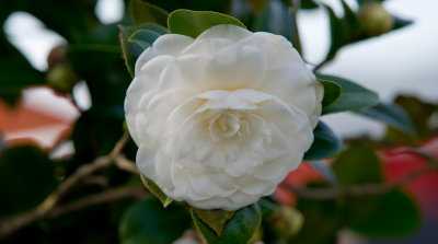 DSC09329.jpg