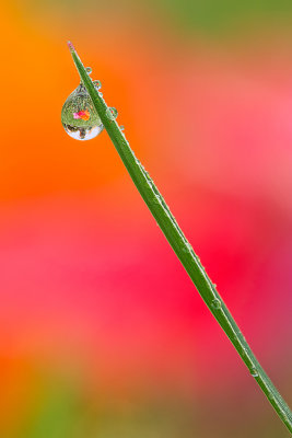 Highly Commended, Macro