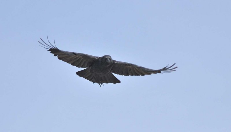 DSC_4718c.jpg